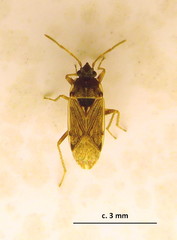 Elasmolomus transversus