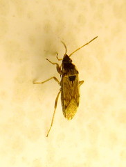 Elasmolomus transversus