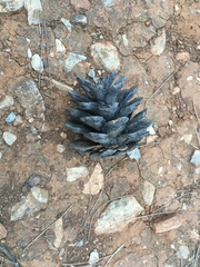 Pinus