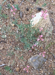 Astragalus miniatus