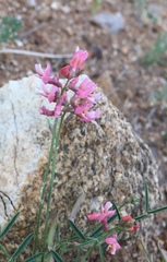 Astragalus miniatus