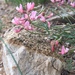 Astragalus miniatus - Photo (c) batbayar, some rights reserved (CC BY-NC)