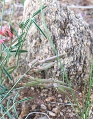 Astragalus miniatus
