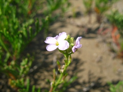 Cakile maritima euxina