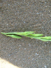 Cakile maritima euxina