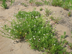 Cakile maritima euxina