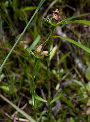 Sabatia kennedyana