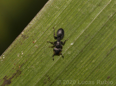Cephalotes jheringi