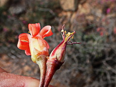 Cotyledon tomentosa