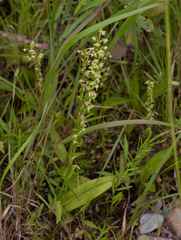 Platanthera flava herbiola
