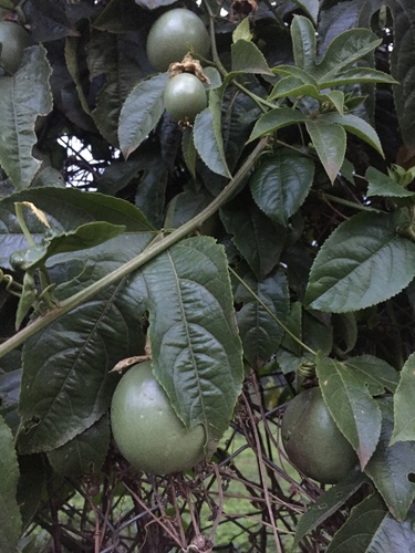 Passiflora image