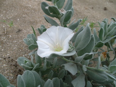 Convolvulus persicus