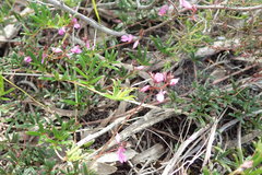 Indigofera angustifolia