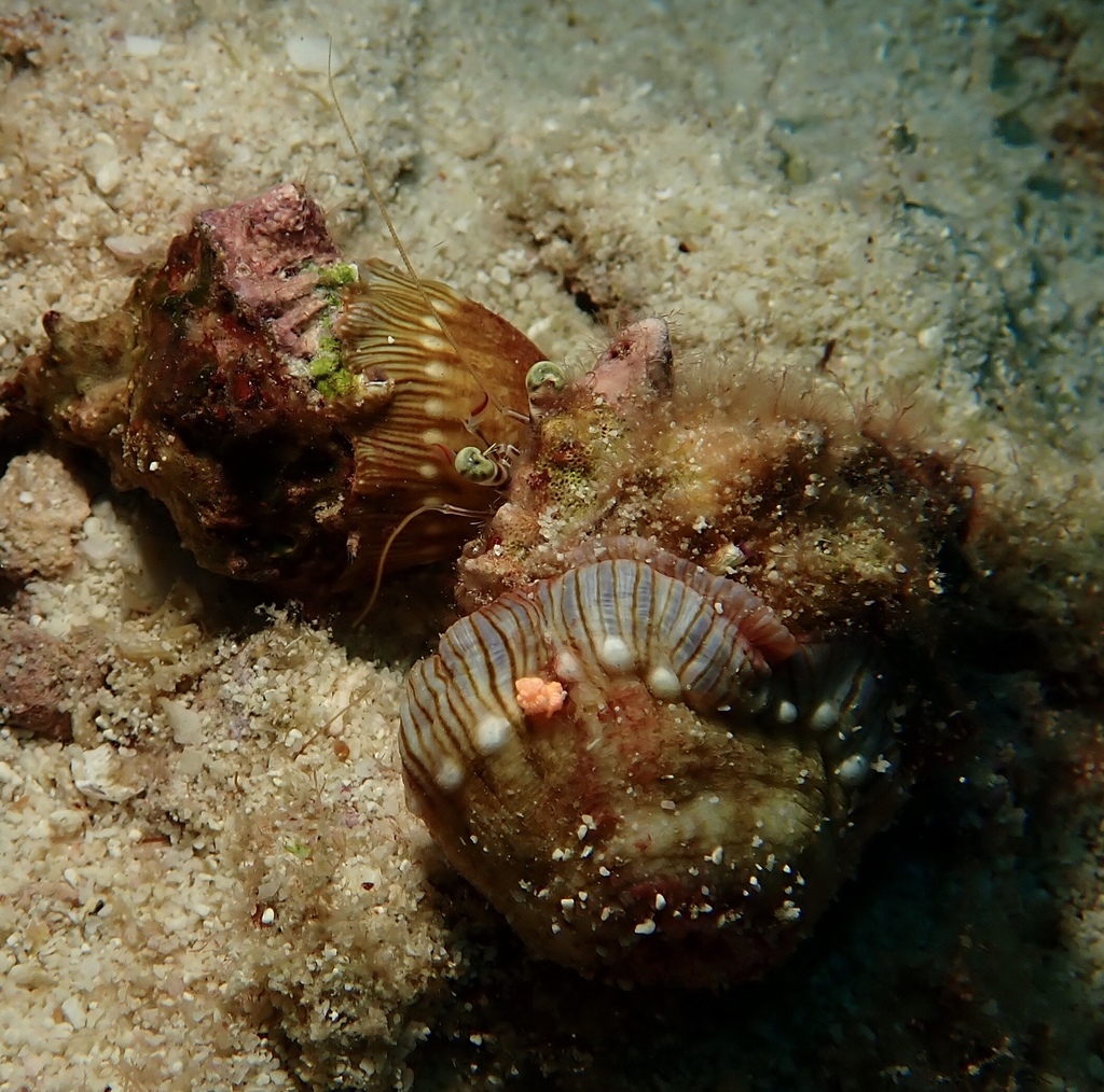 Calliactis polypus