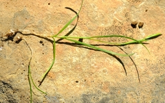 Hesperantha marlothii