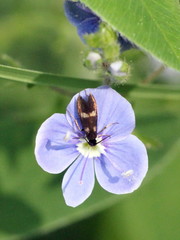 Cauchas fibulella