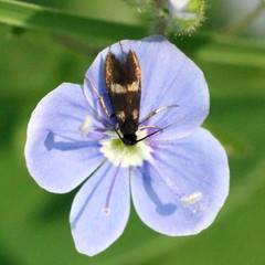 Cauchas fibulella