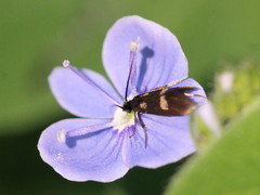 Cauchas fibulella