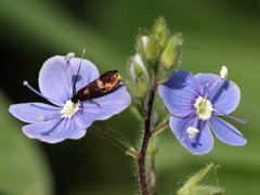 Cauchas fibulella