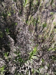 Pleocarphus revolutus