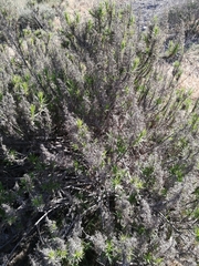 Pleocarphus revolutus