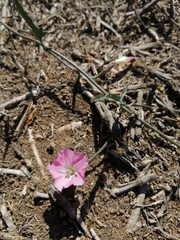 Convolvulus chilensis