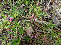 Indigofera angustifolia