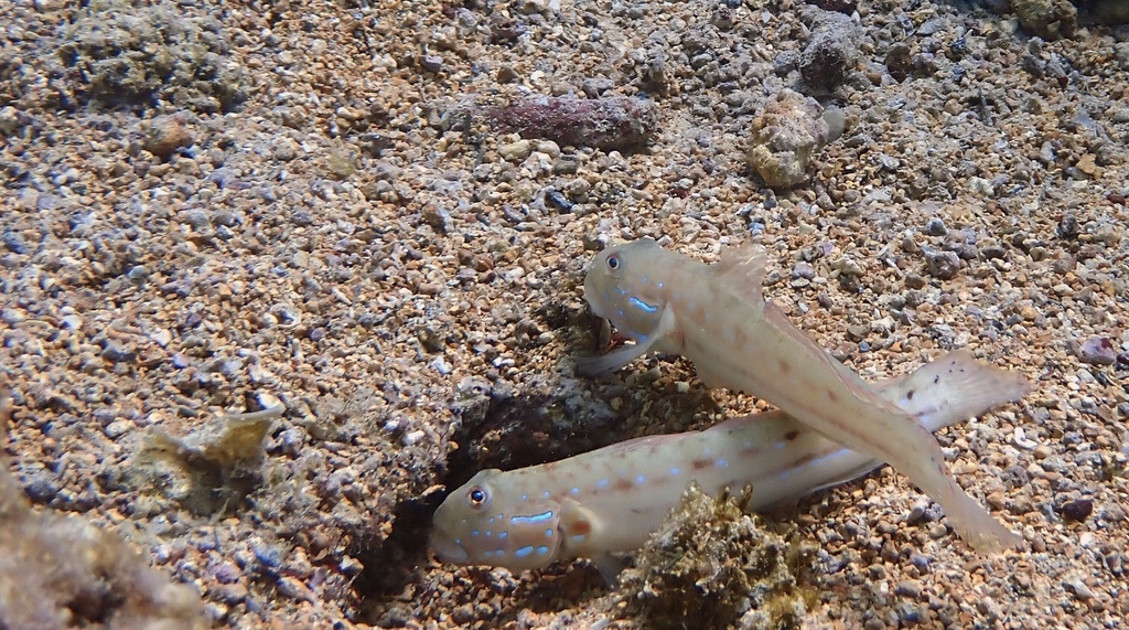 Gulf Goby