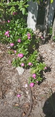 Catharanthus roseus