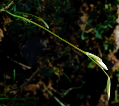 Hesperantha marlothii