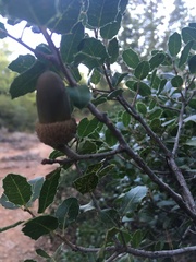 Quercus coccifera