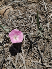 Convolvulus chilensis