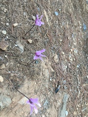 Cyclamen graecum
