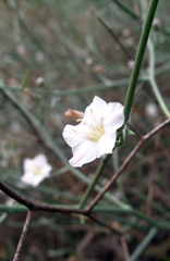 Convolvulus erinaceus