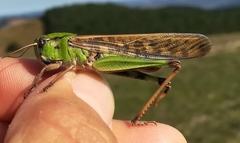Locusta migratoria cinerascens