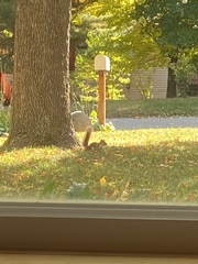 Tamiasciurus hudsonicus