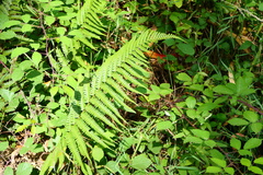 Dryopteris affinis