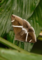 Bastilla arctotaenia