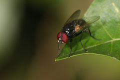 Hydrotaea chalcogaster