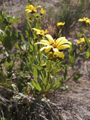 Flourensia thurifera