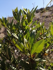 Flourensia thurifera