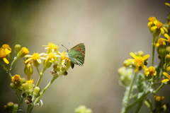 Callophrys affinis