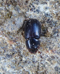 Aphodius