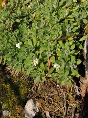 Schivereckia podolica