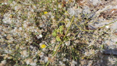 Aceria chondrillae