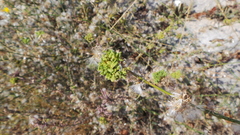 Aceria chondrillae