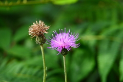 Cirsium filipendulum