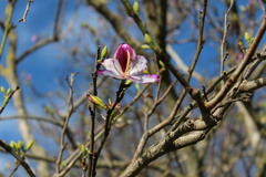 Bauhinia variegata variegata