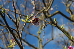 Bauhinia variegata variegata