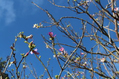 Bauhinia variegata variegata